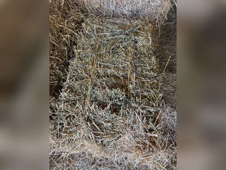 50 Bales Alfalfa