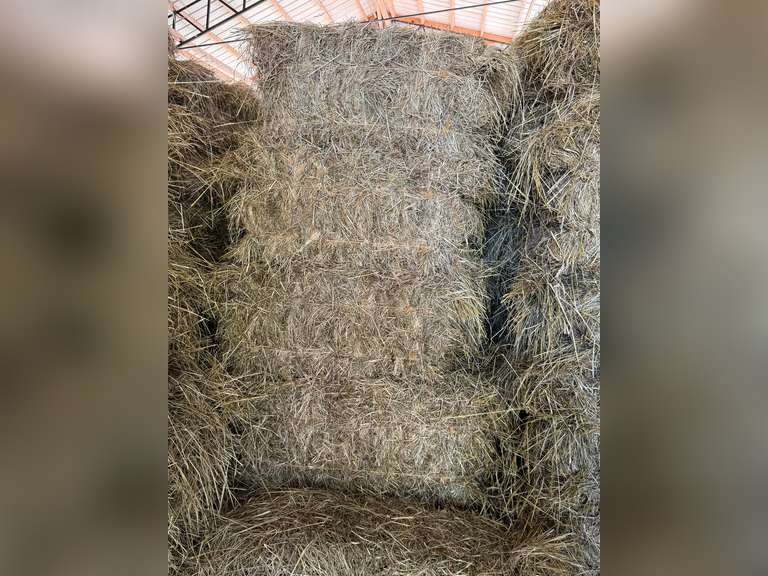 50 Bales Of Fescue/ Orchard Grass Mix