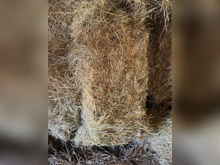 50 Bales Of Fescue/ Orchard Grass Mix