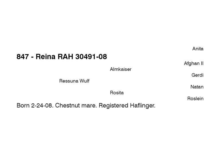Reina RAH 30491-08