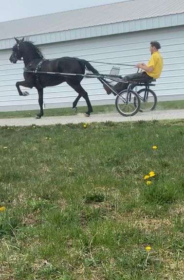 Shadow Brook Tucker - 20213039-2020