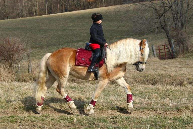 Wyatt of Maple Grove 3464-20