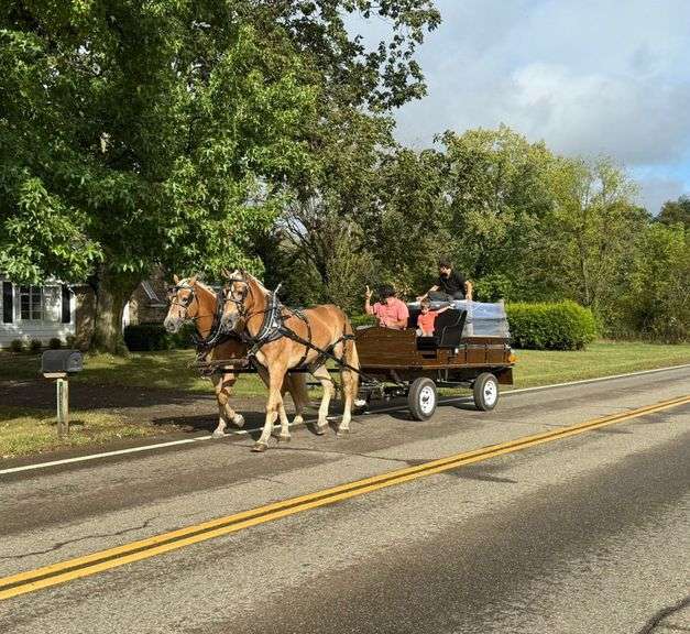 Mid Ohio Fall Halflinger Sale