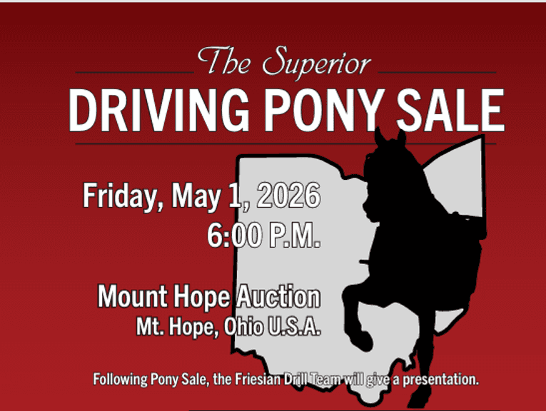 The Superior Driving Pony Sale 