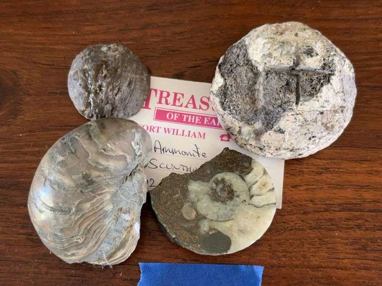 Fossils and minerals