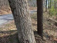 Real Estate: 7.38± Acres Sassafras Rd, Petersburg, PA 16669