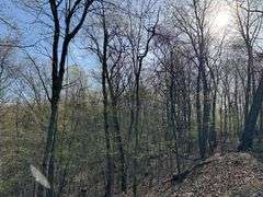 Real Estate: 7.38± Acres Sassafras Rd, Petersburg, PA 16669