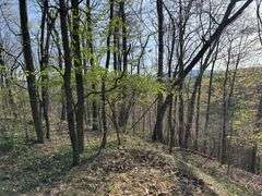 Real Estate: 7.38± Acres Sassafras Rd, Petersburg, PA 16669
