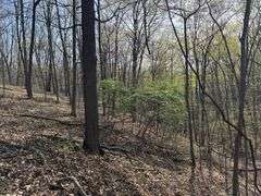 Real Estate: 7.38± Acres Sassafras Rd, Petersburg, PA 16669