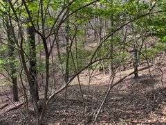 Real Estate: 7.38± Acres Sassafras Rd, Petersburg, PA 16669