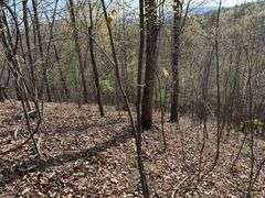 Real Estate: 7.38± Acres Sassafras Rd, Petersburg, PA 16669