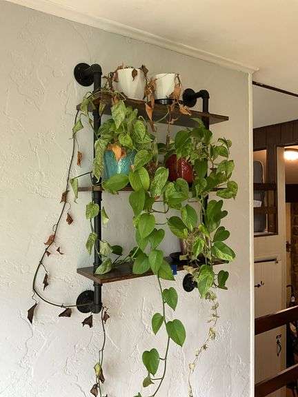 Assorted potted plants