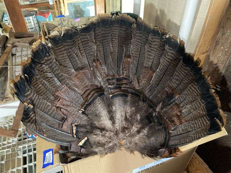 Mounted turkey tail feathers