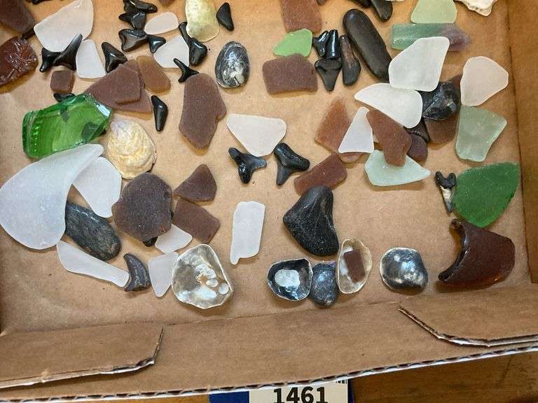 Sea glass, shark teeth, and shells collected from Topsail Beach NC