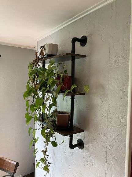 Assorted potted plants