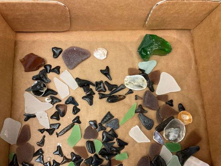 Sea glass, shark teeth, and shells collected from Topsail Beach NC