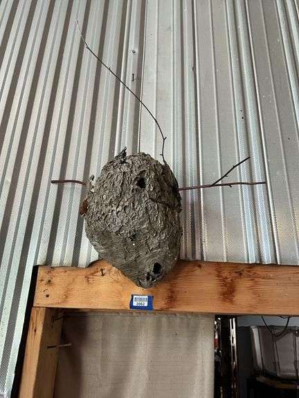 Wasp nest