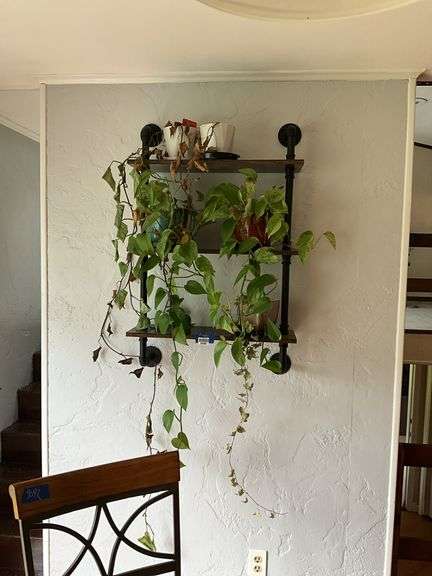 Assorted potted plants