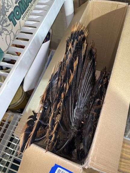 Mounted turkey tail feathers