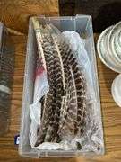 Turkey feathers
