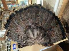 Mounted turkey tail feathers