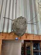 Wasp nest
