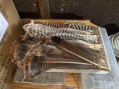 Turkey feathers
