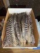 Turkey feathers