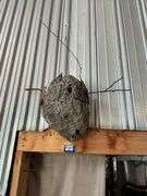 Wasp nest