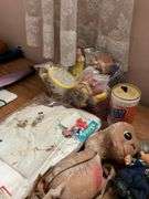 E.T. doll, Beauty and the Beast figures, troll doll, Mickey Mouse t-shirt, Billy beer can