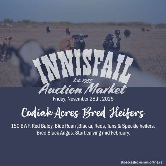 IAM Bred Cow & Heifer Sale