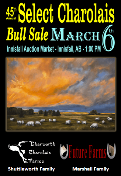 Select Charolais Bull Sale