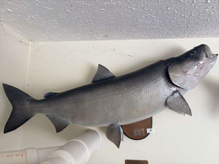 Fish Mount
