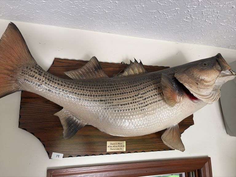 Fish Mount
