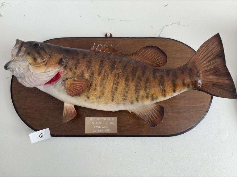 Fish Mount