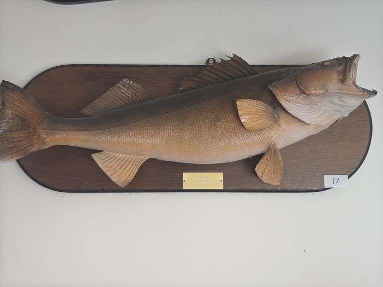 Fish Mount