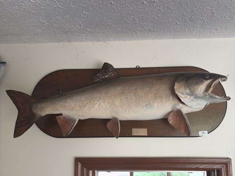 Fish Mount