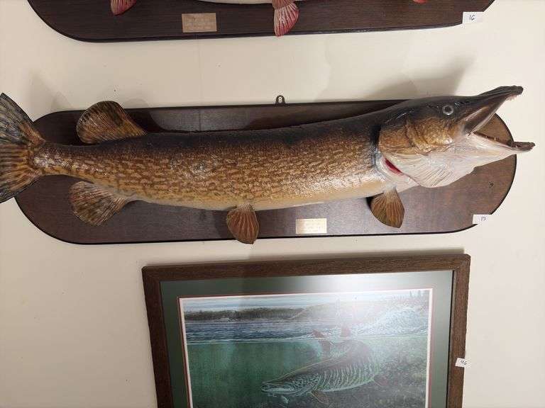 Fish Mount