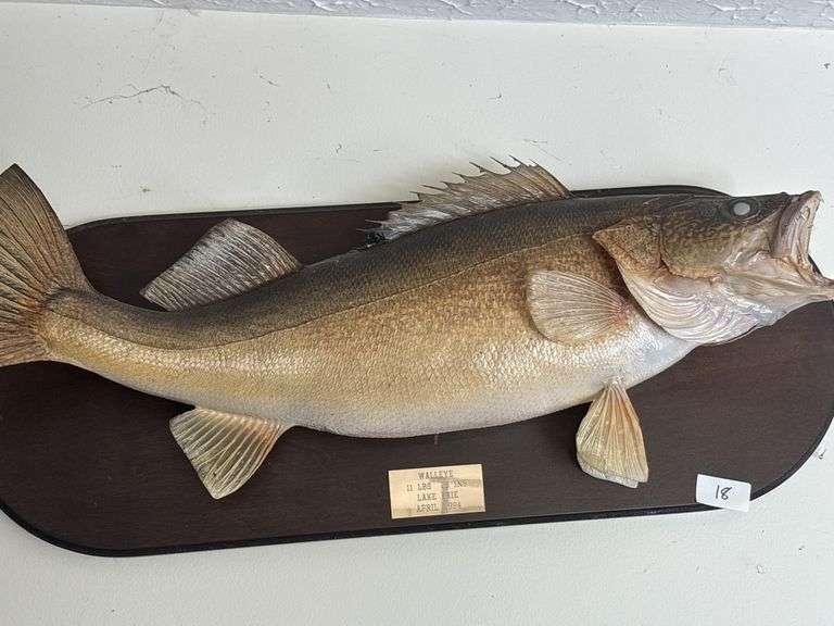 Fish Mount