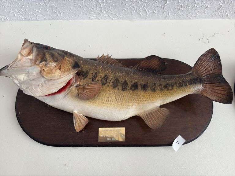 Fish Mount