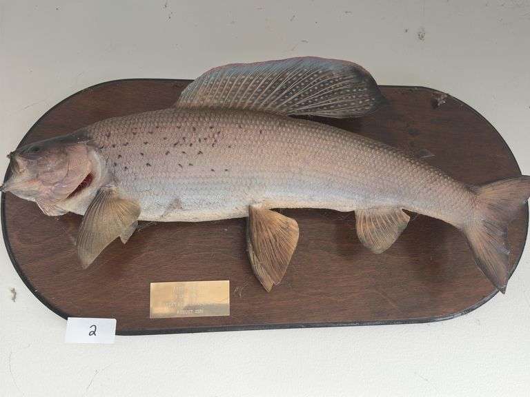 Fish Mount