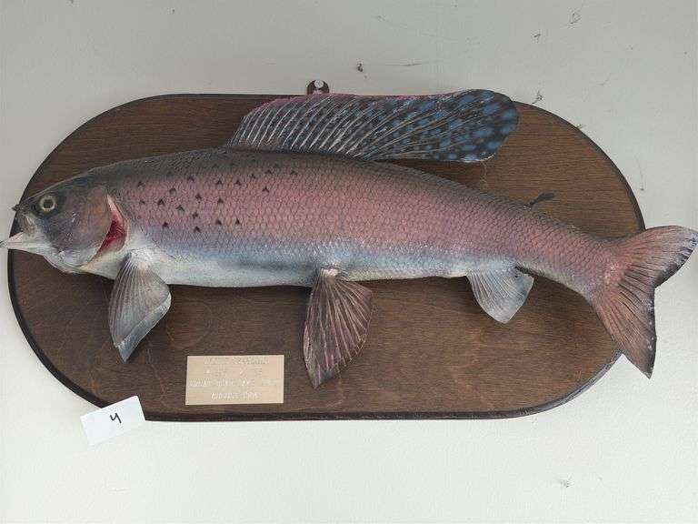 Fish Mount