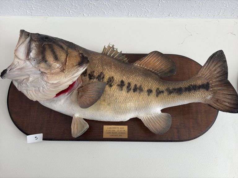 Fish Mount