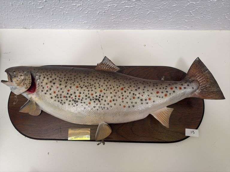 Fish Mount