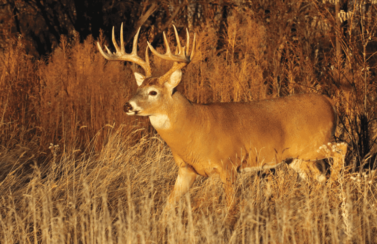 Pictures & Descriptions of Sportsman Items