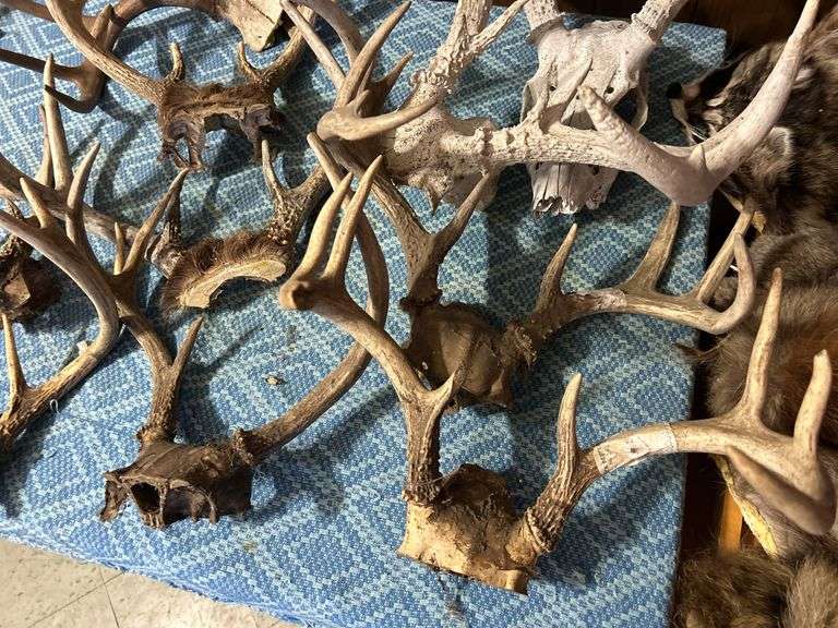Collection of Deer Antlers
