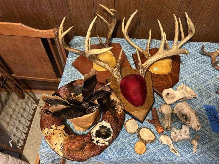 Collection of Antler Mounts, Skulls, Pheasant Feathers, & More