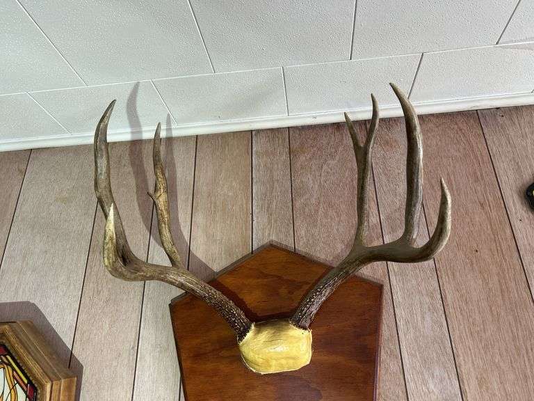 Mounted Antlers