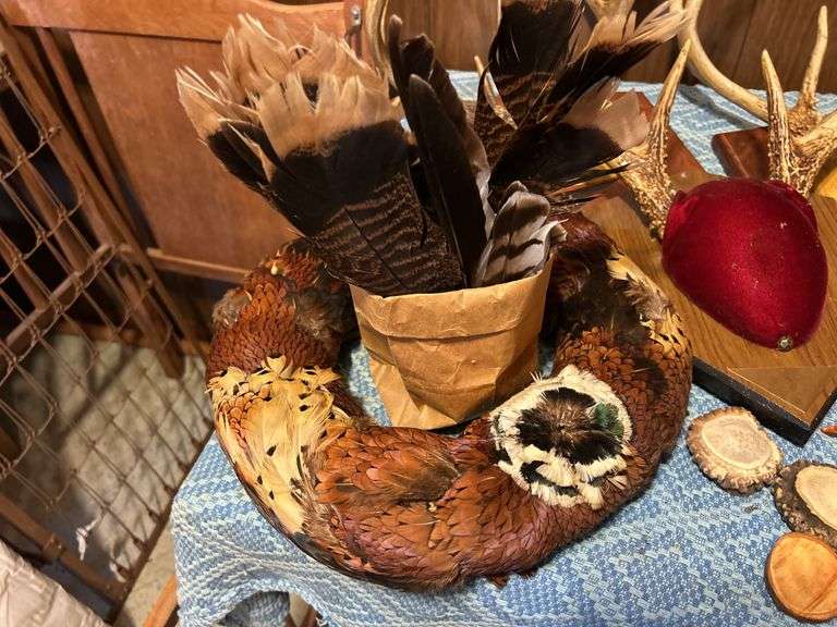 Collection of Antler Mounts, Skulls, Pheasant Feathers, & More