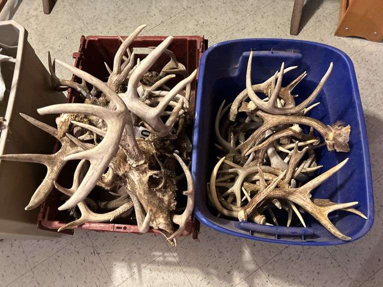 Three Totes of Deer Antlers - Several Sheds